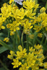 Close-up of cheerful yellow allium moly blossoms with green stems