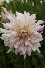 Dahlia - Mom's Special