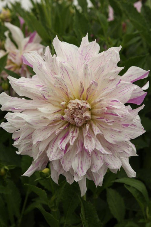 Dahlia - Mom's Special