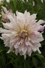 Dahlia - Mom's Special