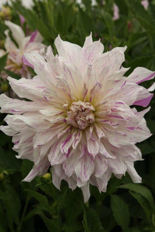Dahlia - Mom's Special
