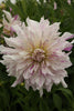 Load image into Gallery viewer, Dahlia - Mom&#39;s Special