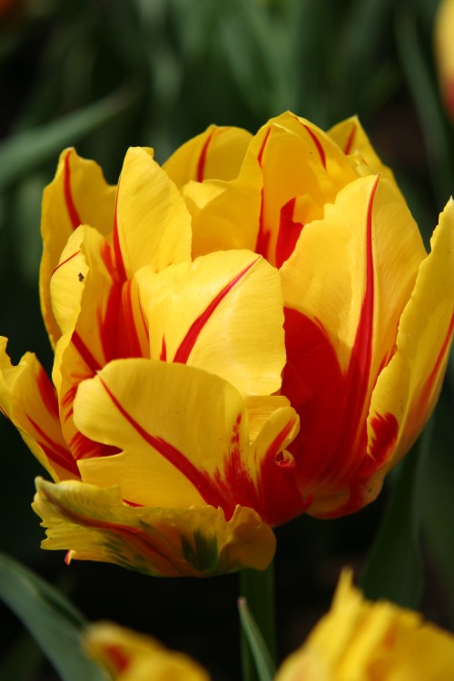 Close-up of double early tulip Monsella, with yellow blooms and red streaks