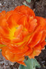 Close-up of Double early tulip monte orange, with petals in full bloom