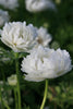 Anemone Mount Everest with beautiful white petals in full bloom, and green background