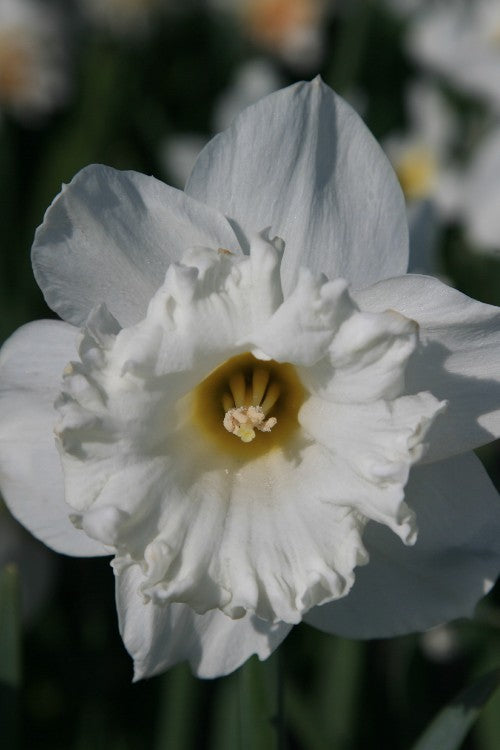 Mount Hood Daffodil with white petals and yellow cup in full bloom