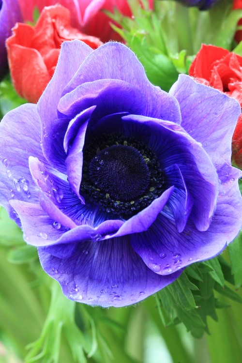 Close-up of an Anemone Mr. Fokker, with blue petals and dark heart