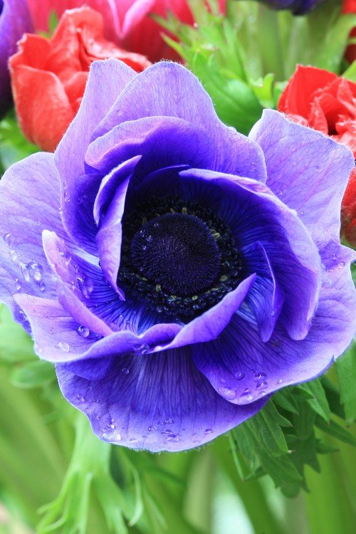 Anemone - Mr. Fokker