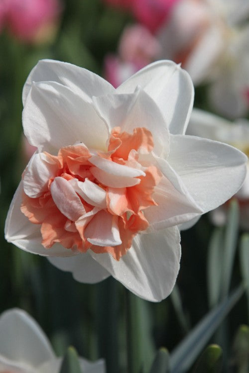 Close-up of My Story Daffodil with white petals and orange cup