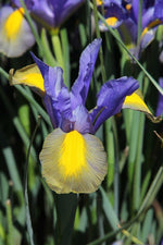 Iris - Mystic Tiger