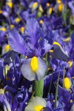 Iris - Mystic Tiger