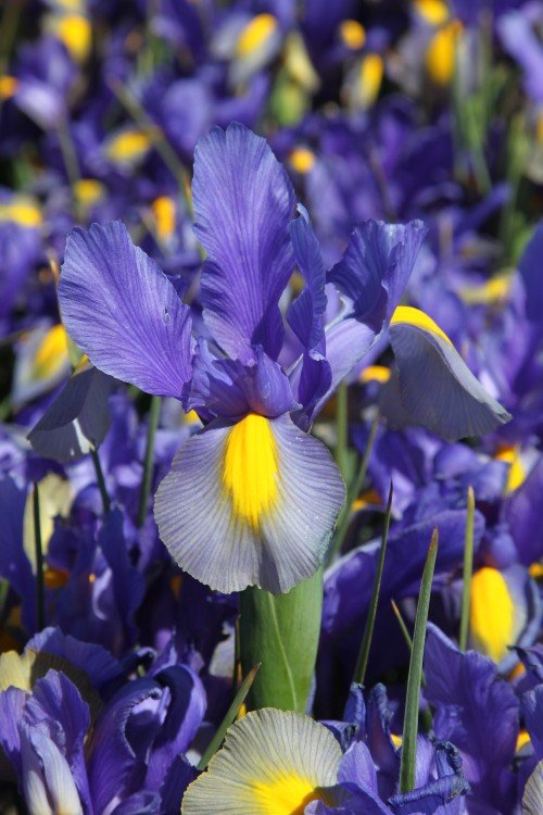 Iris - Mystic Tiger