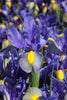 Mystic Tyger Dutch Iris: Enchanting blooms with captivating tiger-like patterns.