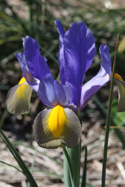Iris - Mystic Tiger