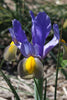 Graceful Mystic Tyger Iris: Unique tiger-striped petals in vibrant colors.