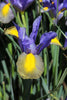 Majestic Mystic Tyger Iris: Distinctive tiger-patterned flowers in full bloom.