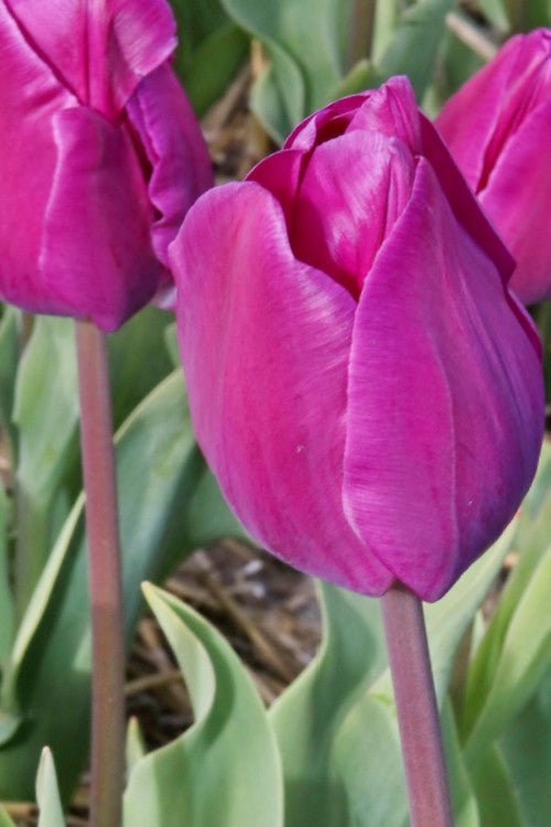 Tulip - Negrita