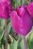 Close-up of Triumph tulip negrita with purple petals in full bloom