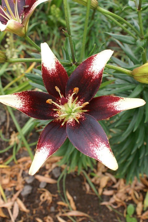 netty's pride asiatic lily Netty's Pride