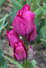 Close-up of Bouquet tulip night club with purple blooms in full bloom