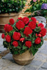Non Stop Begonia Red - Begonia Bulbs