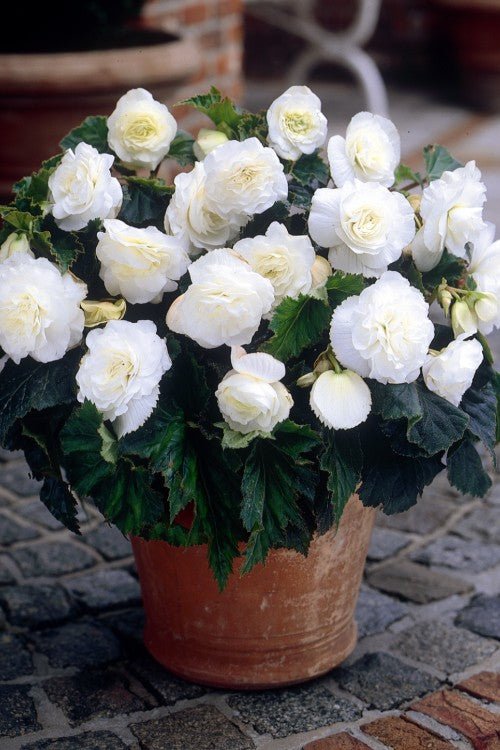 Begonia - Non Stop White