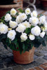 Non Stop Begonia White - Begonia Bulbs