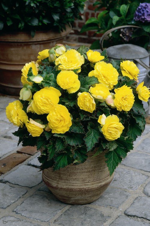 Begonia - Non Stop Yellow