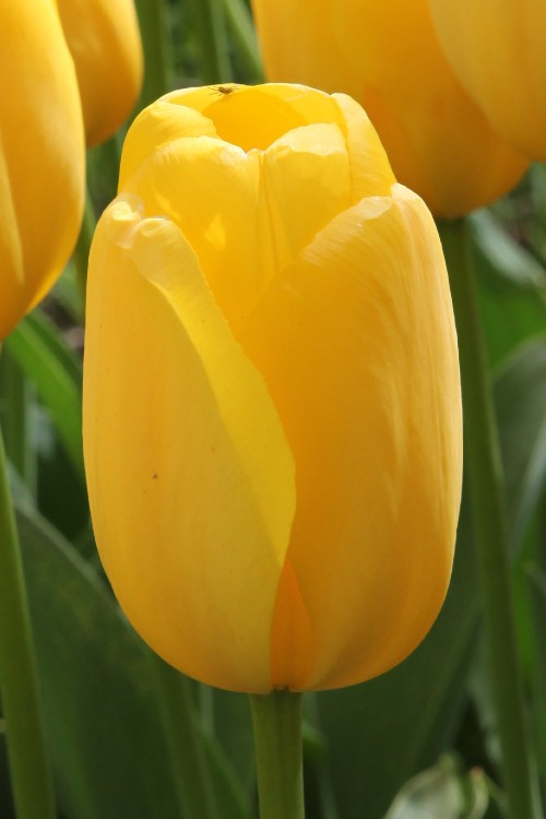 Close-up of Novi Sun, a stunning Darwin hybrid tulip with yellow petals.