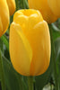 Load image into Gallery viewer, Close-up of Novi Sun, a stunning Darwin hybrid tulip with yellow petals.
