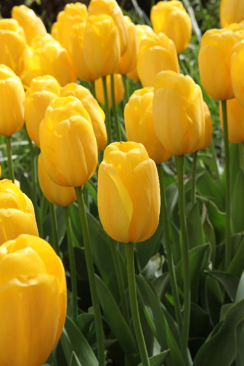 A darwin hybrid tulip called Novi Sun, displaying brilliant golden yellow colors