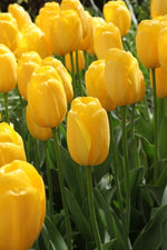 Tulip - Novi Sun