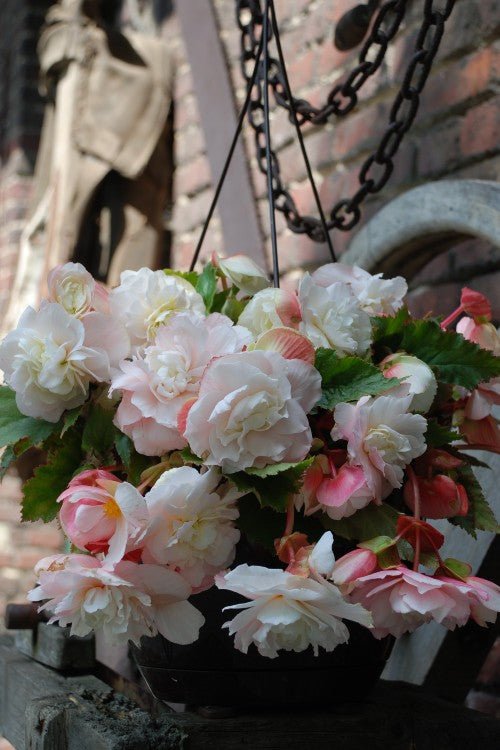 Begonia - Fragrant Angelique