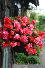 Begonia - Fragrant Pink Delight