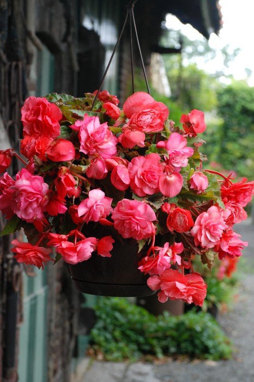 Begonia - Fragrant Pink Delight