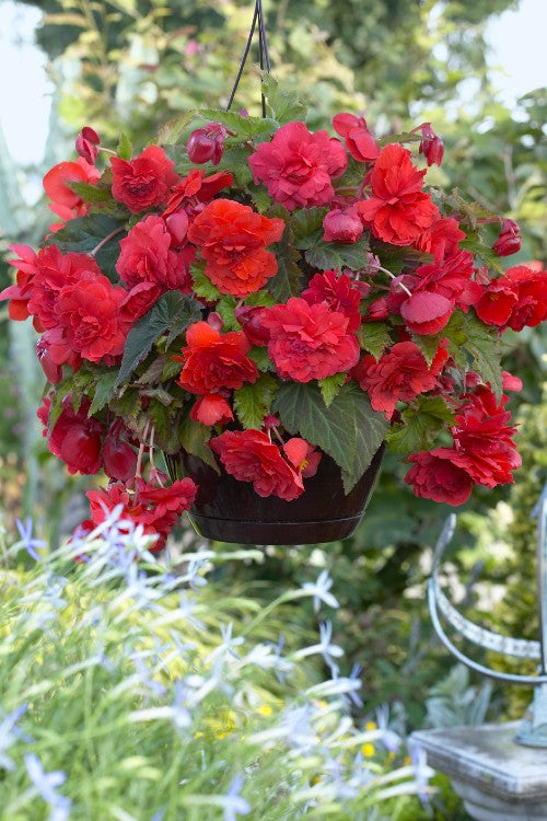 Fragrant Begonia Red Glory - Begonia Bulbs