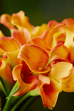 Calla - Blaze