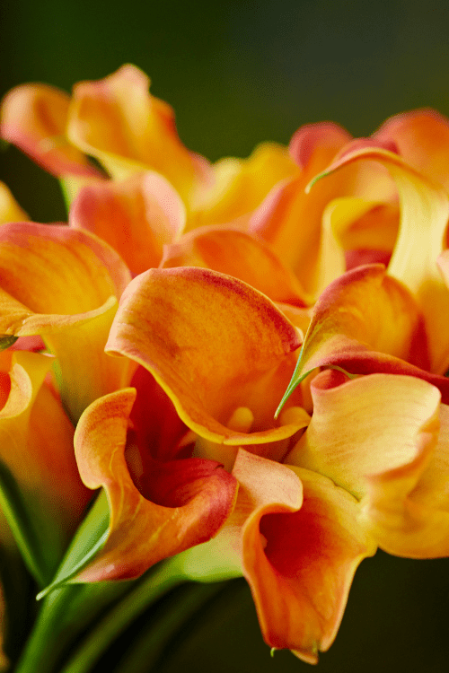 Calla - Blaze