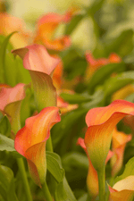 Calla - Blaze