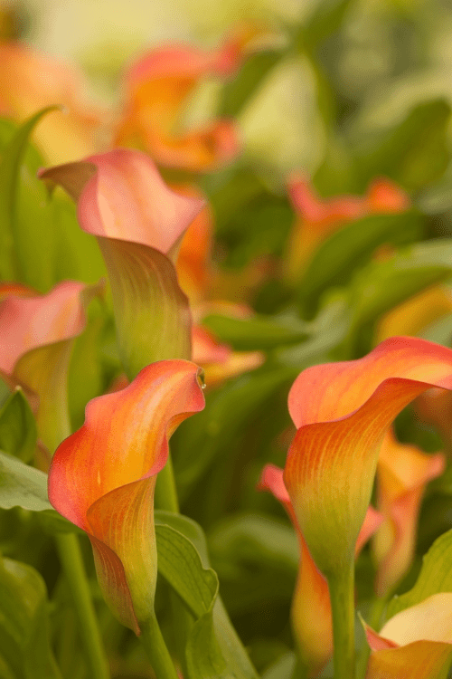 Calla - Blaze