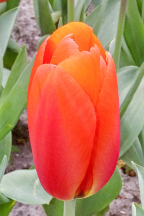 Close-up of a darwin hybrid tulip, called orange balloon with green background