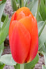 Close-up of a darwin hybrid tulip, called orange balloon with green background