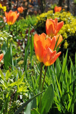 Tulip - Orange Emperor
