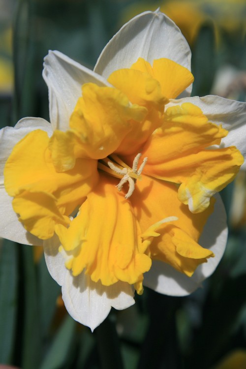 Enchanting Orangery daffodils in full bloom, brightening the garden landscape
