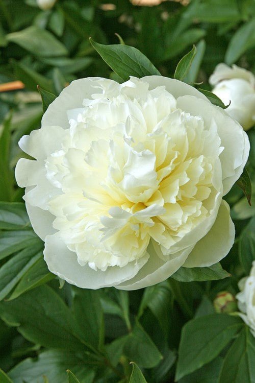 Peony - Duchesse De Nemours