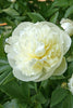 Enchanting Duchesse de Nemours peony: a regal bloom in white.