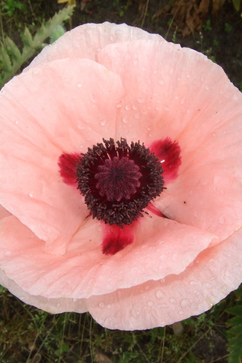 Papaver Orientale - Paradiso