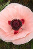 Load image into Gallery viewer, Paradiso Oriental Poppy: a stunning burst of soft pink blooms.