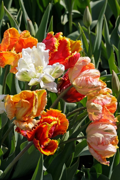 Group of Mixed parrot tulips showcasing its colorful in full bloom petals