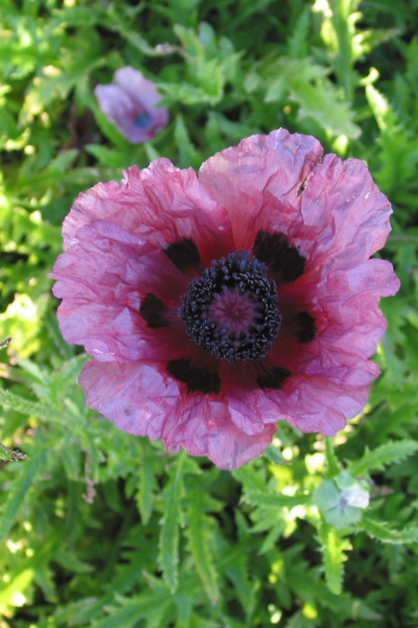 Patty's Plum Oriental Poppy: rich purple blooms add garden charm.